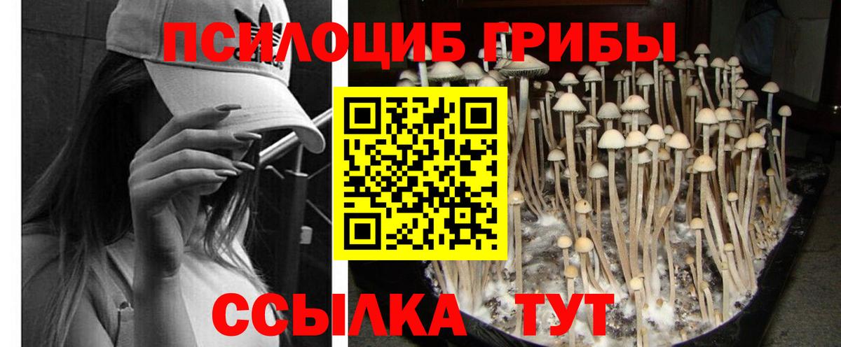 Галлюциногенные грибы Psilocybe Краснознаменск